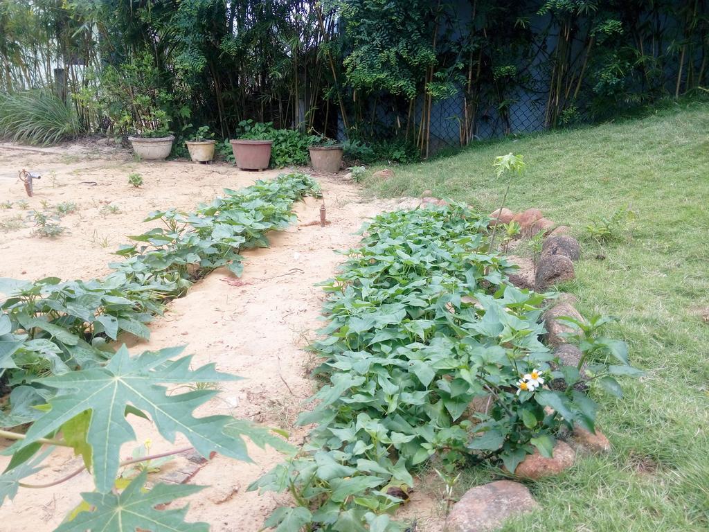 The Field Homestay Hội An Buitenkant foto