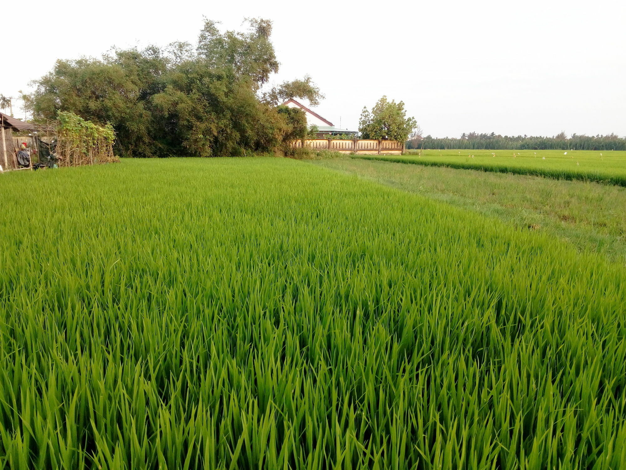 The Field Homestay Hội An Buitenkant foto
